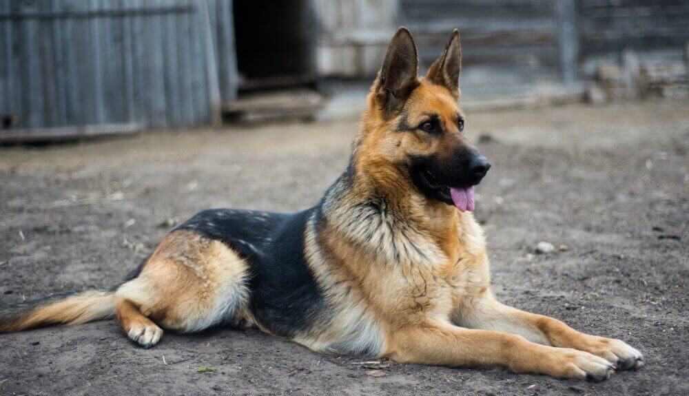 German-Shepherd-Standard-Coat-GSC-1000x575-1-1-1-1
