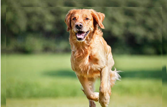 Golden-Retriever002