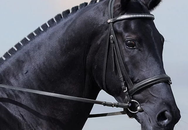 fibregest-horses