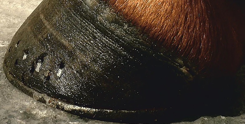 horse7