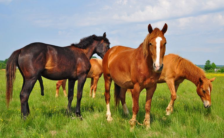 horses-pic01