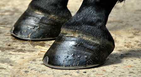 horses-pic03