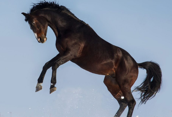 horses-pic04