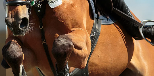 jointaidplus-horses-pic