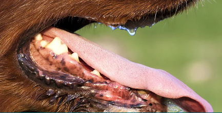 odour aid dogs-pic